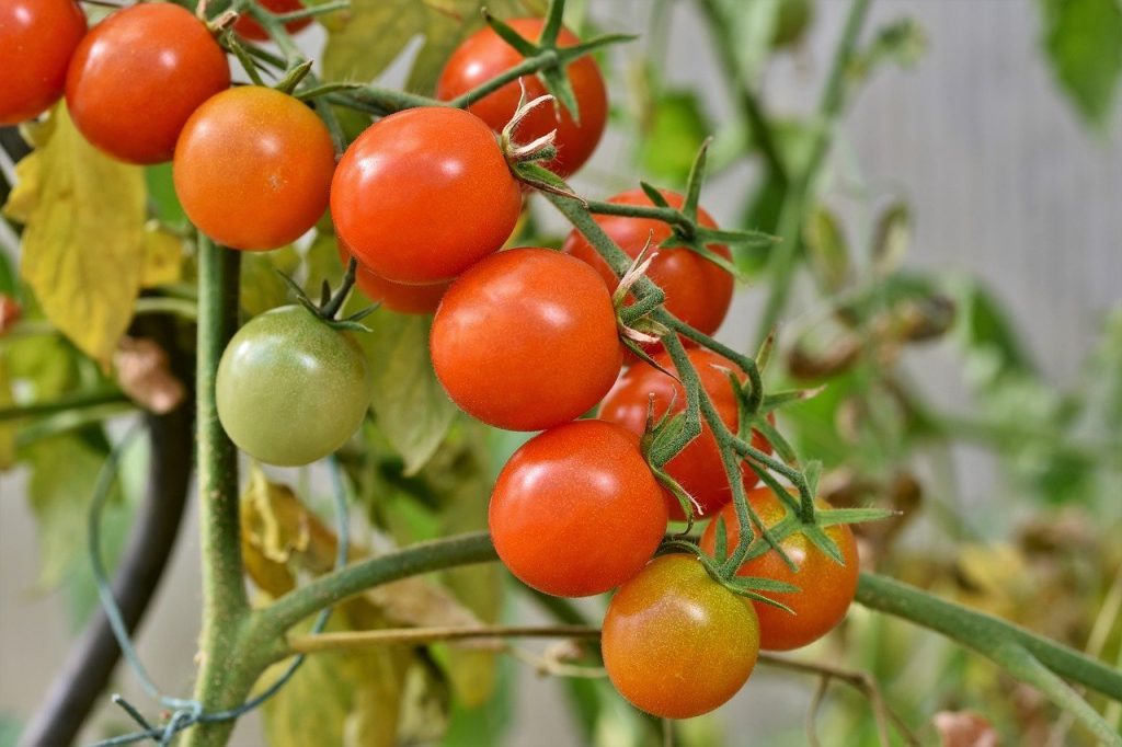 Classification de la tomate.
